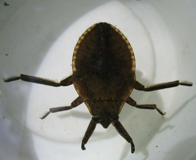 Giant Water Bug